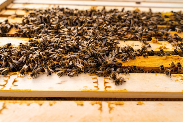 Včely lepí propolis
